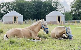 Magnolia Hoeve - Unieke Bestemming Voor Paardenliefhebbers En Bijzondere Overnachtingen In De Natuur