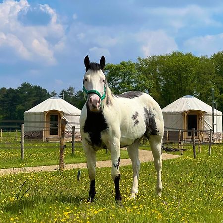 Magnolia Hoeve - Unieke Bestemming Voor Paardenliefhebbers En Bijzondere Overnachtingen In De Natuur Ledeacker Buitenkant foto
