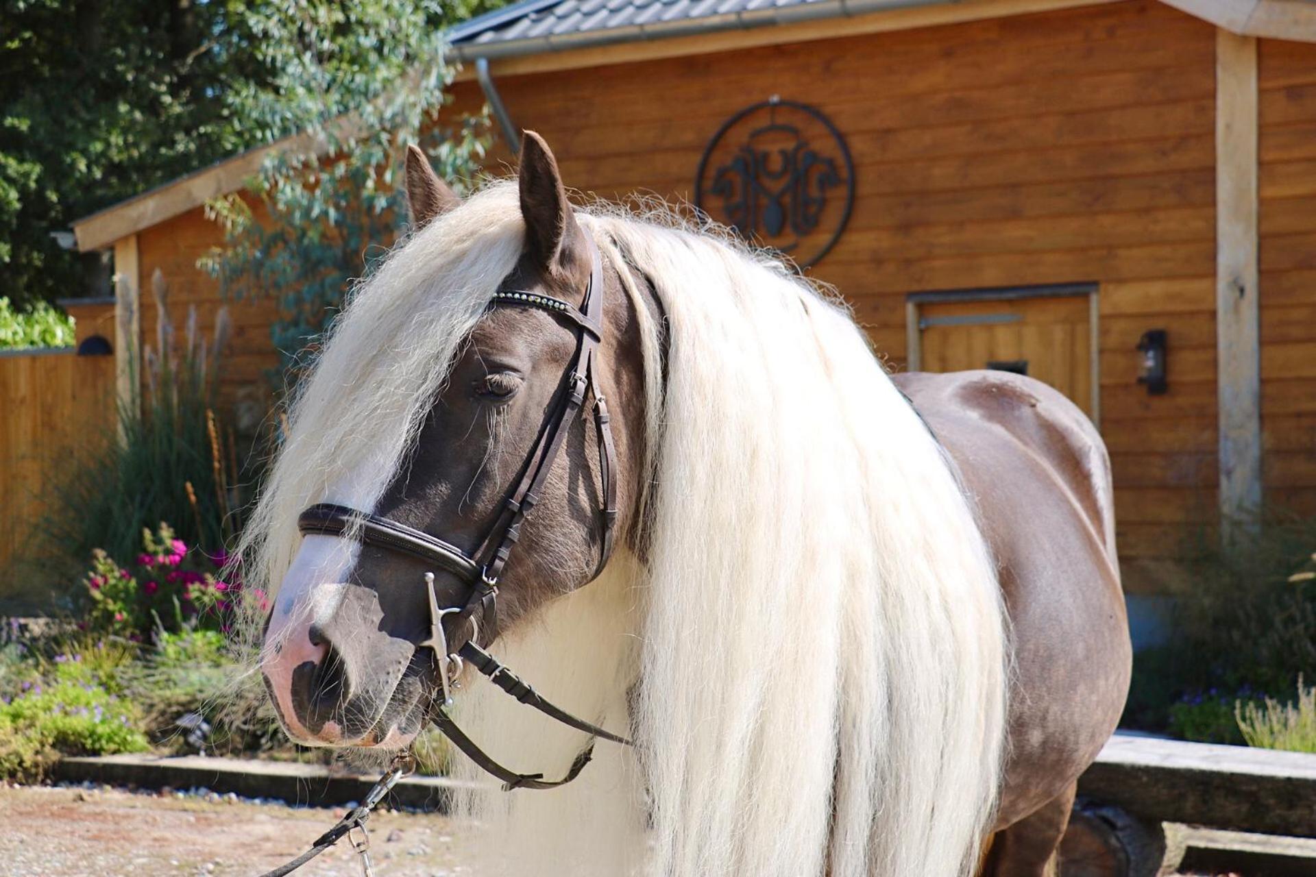 Magnolia Hoeve - Unieke Bestemming Voor Paardenliefhebbers En Bijzondere Overnachtingen In De Natuur Ledeacker Buitenkant foto