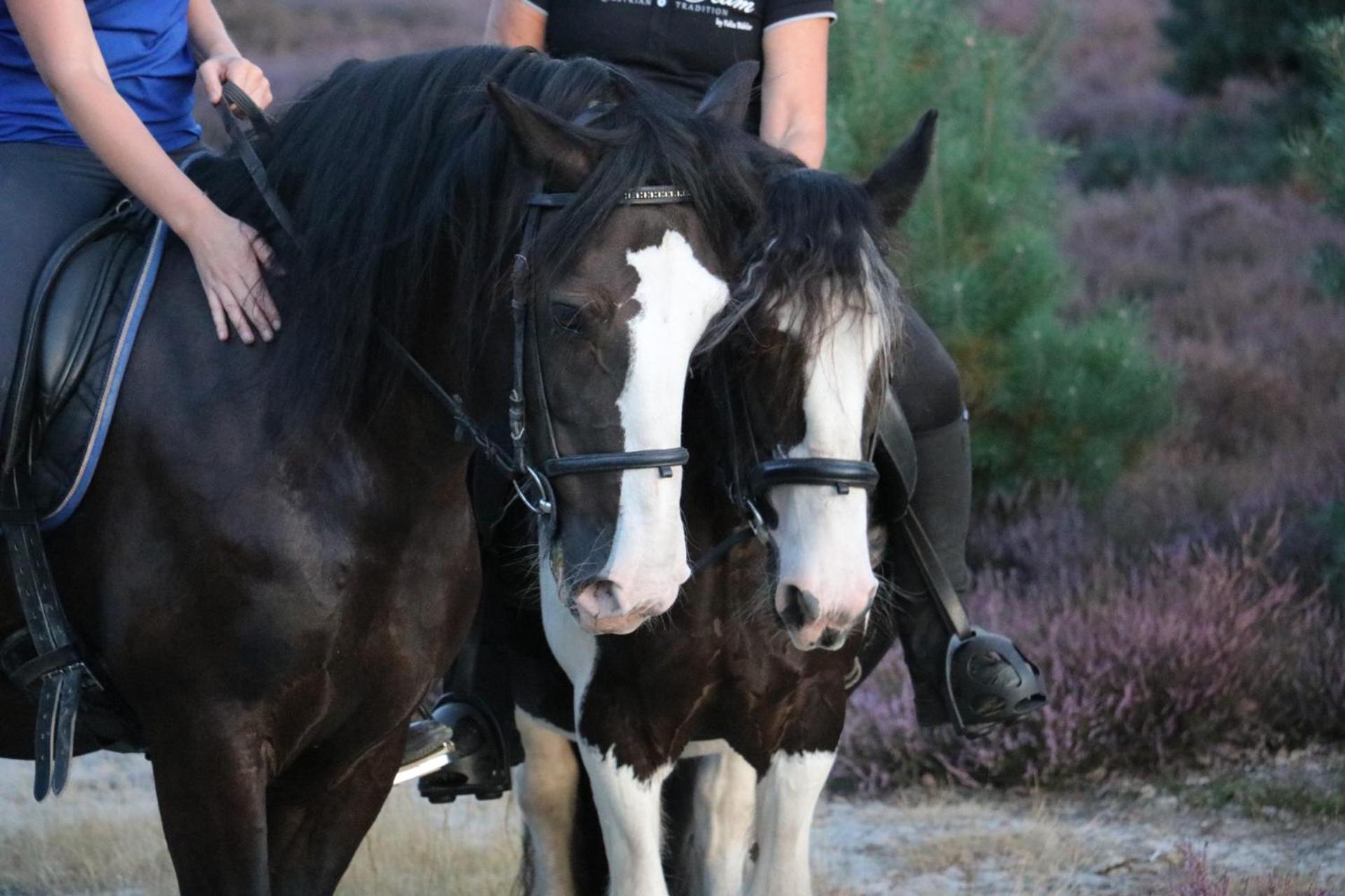 Magnolia Hoeve - Unieke Bestemming Voor Paardenliefhebbers En Bijzondere Overnachtingen In De Natuur Ledeacker Buitenkant foto