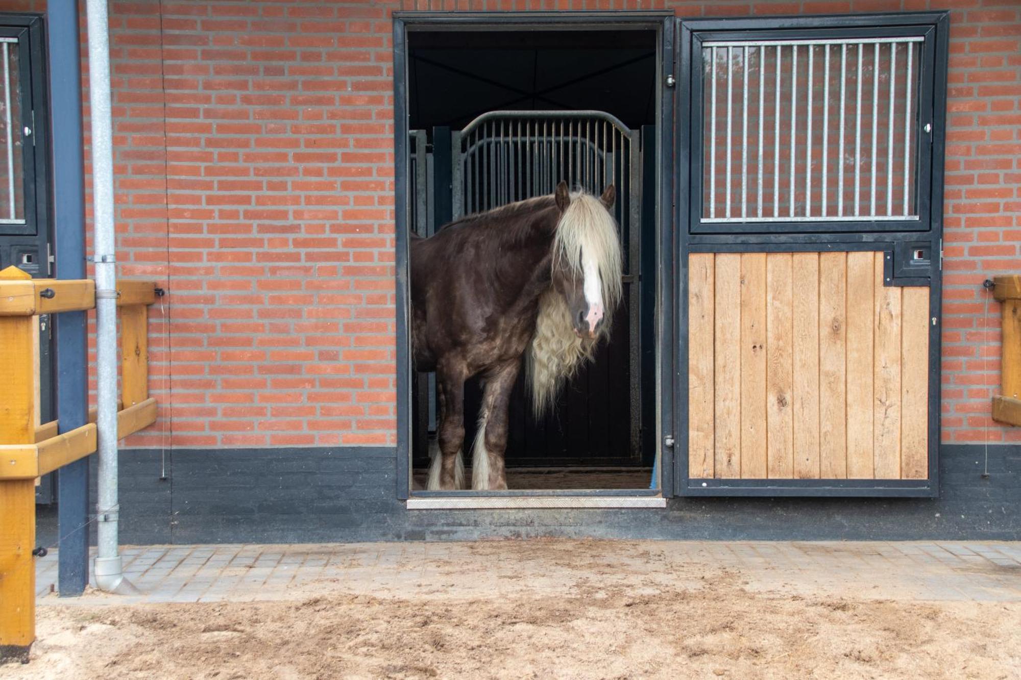 Magnolia Hoeve - Unieke Bestemming Voor Paardenliefhebbers En Bijzondere Overnachtingen In De Natuur Ledeacker Buitenkant foto