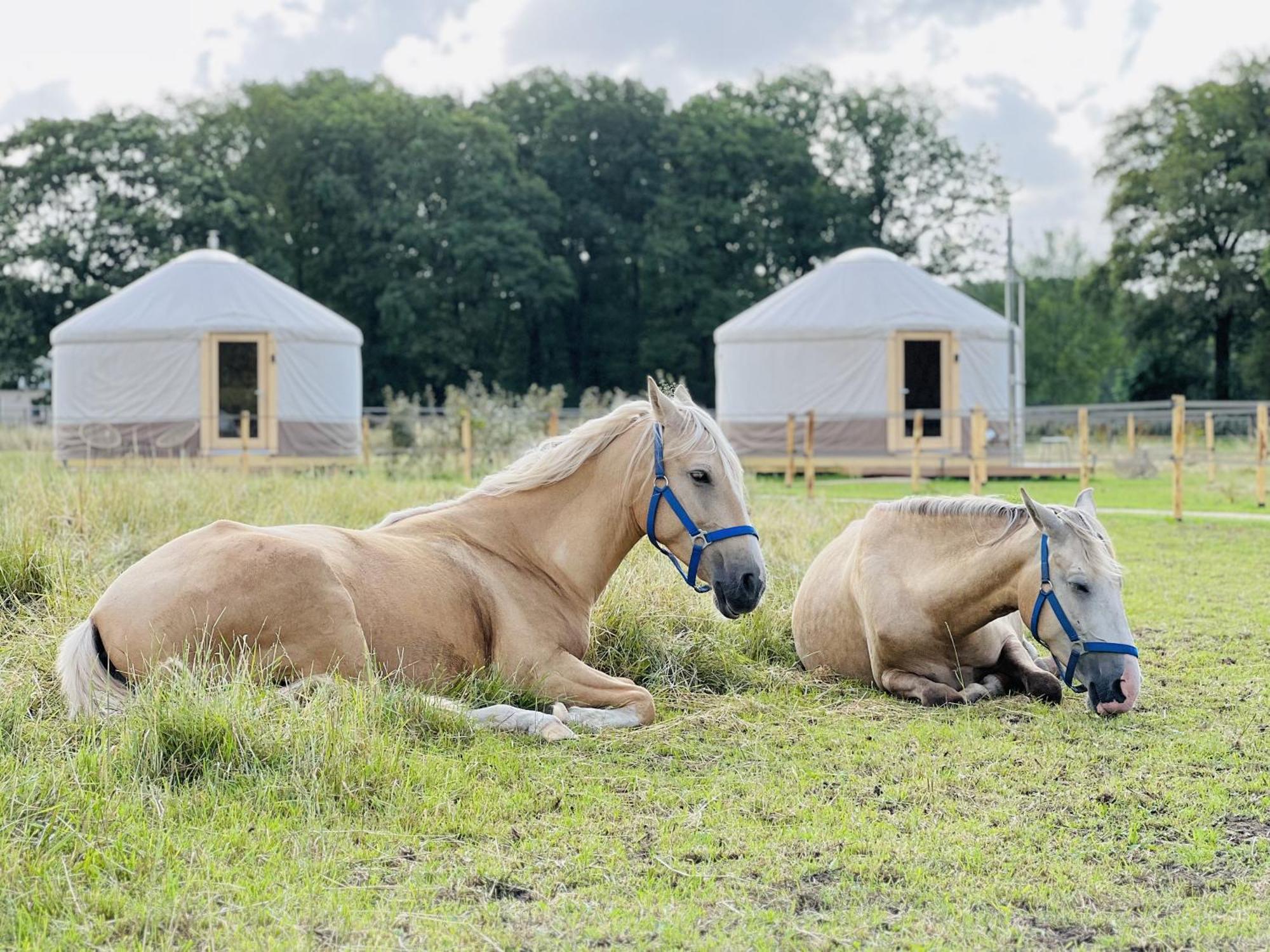 Magnolia Hoeve - Unieke Bestemming Voor Paardenliefhebbers En Bijzondere Overnachtingen In De Natuur Ledeacker Buitenkant foto