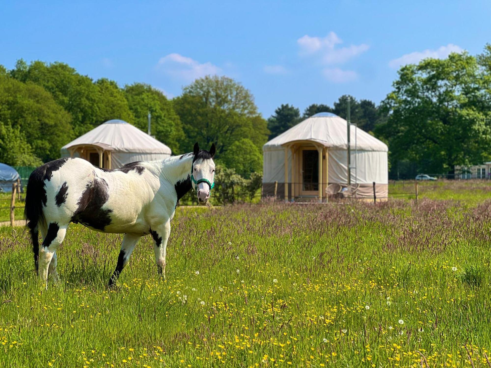 Magnolia Hoeve - Unieke Bestemming Voor Paardenliefhebbers En Bijzondere Overnachtingen In De Natuur Ledeacker Buitenkant foto